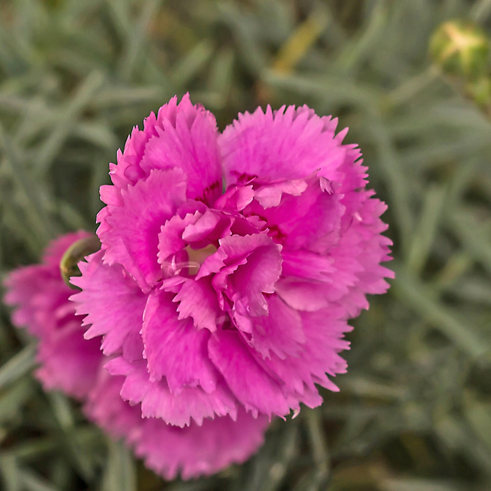Close-up of alpine carnation bloom
