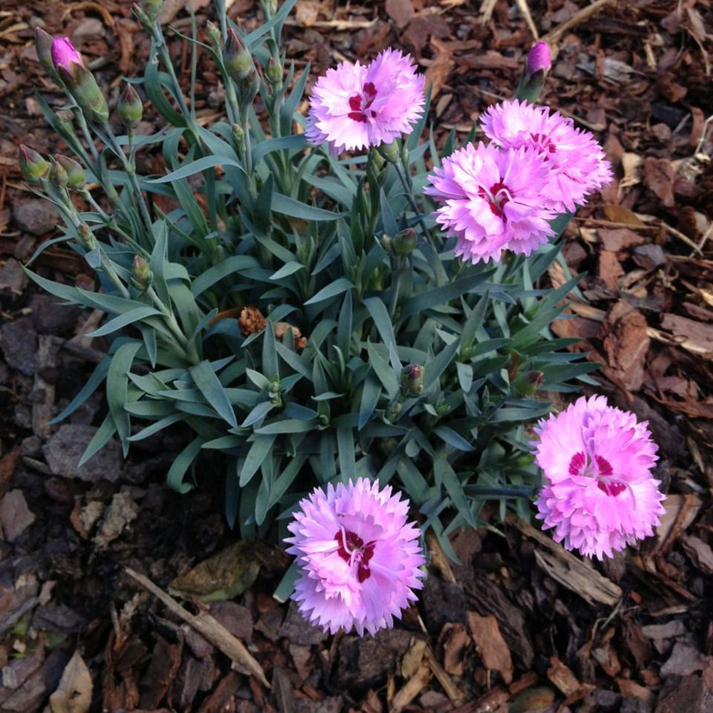 Alpine carnation flower