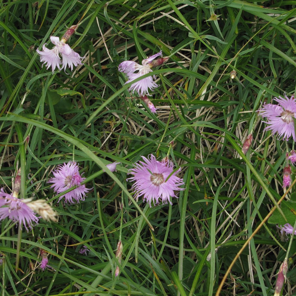 Alpine carnation image
