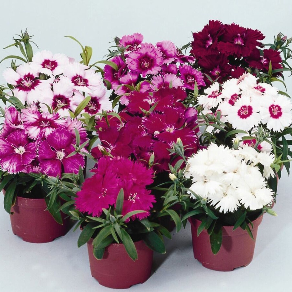 Diana F1 carnation hybrid