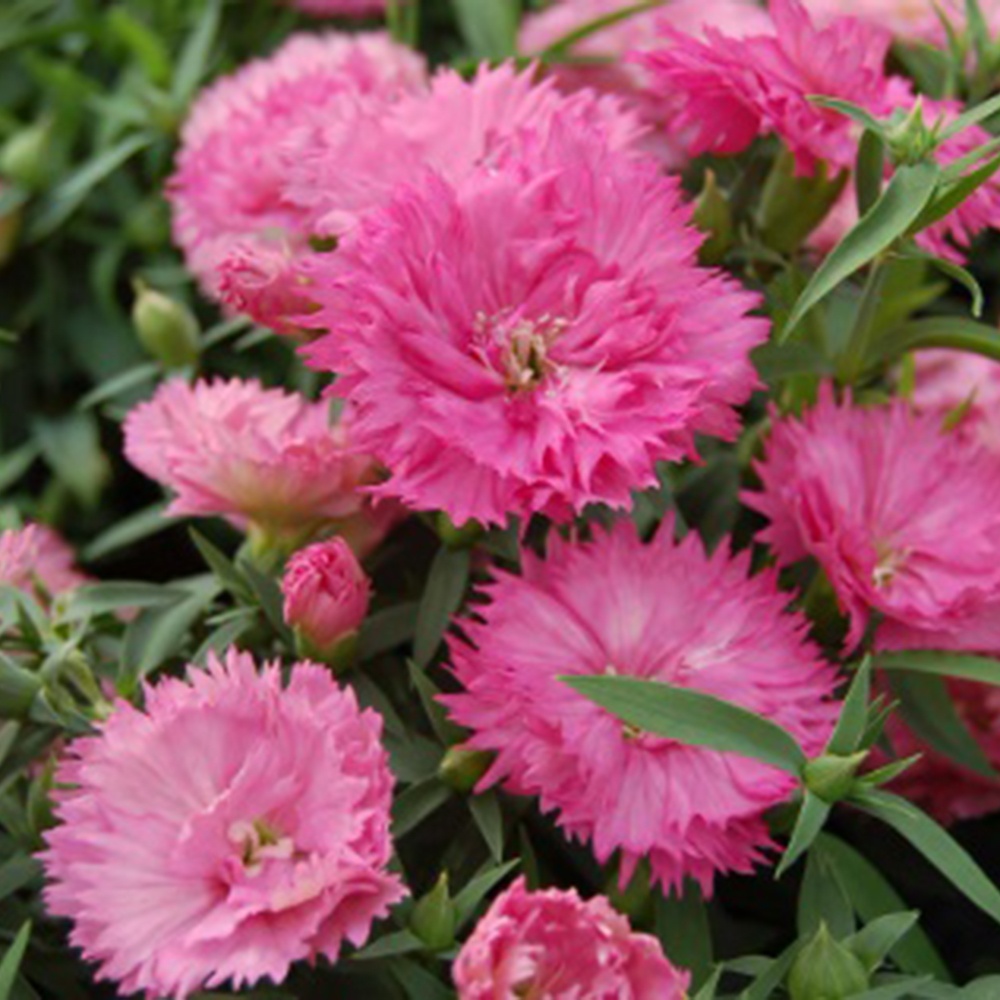 Grace F1 carnation hybrid