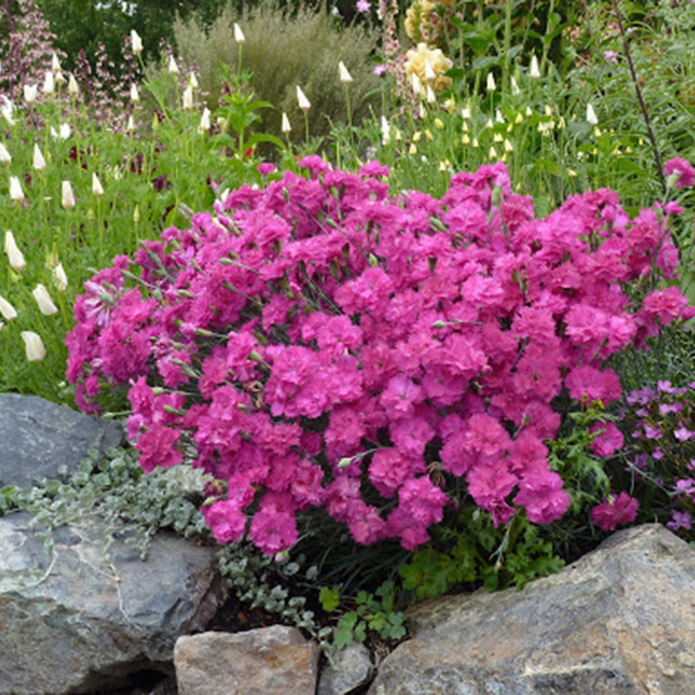 Fringed carnation flower
