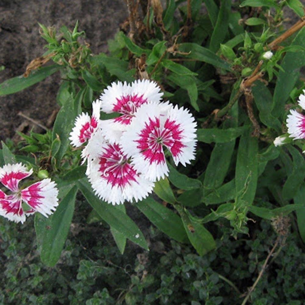 Fringed carnation photo