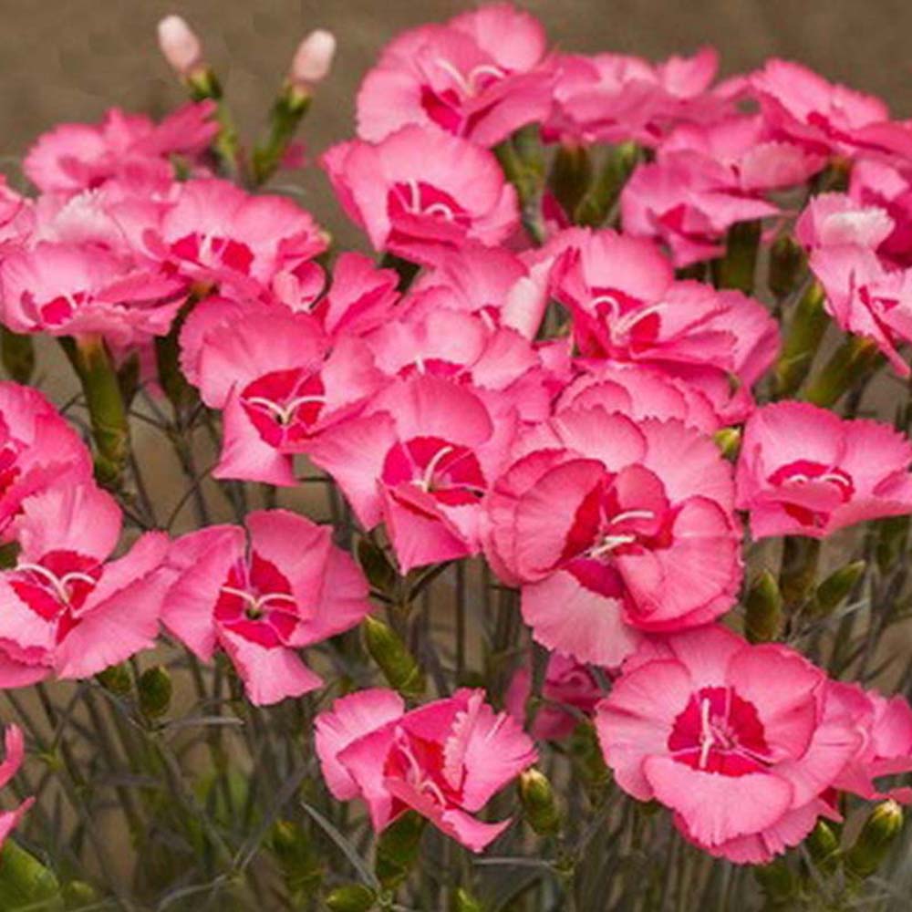 Close-up of fringed carnation bloom