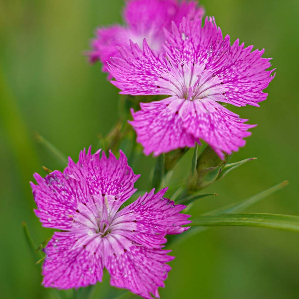 Field carnation flower