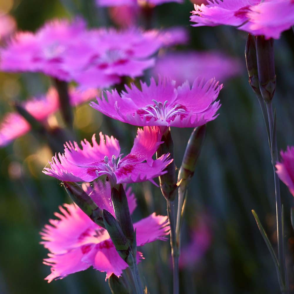 Close-up of wild carnation bloom