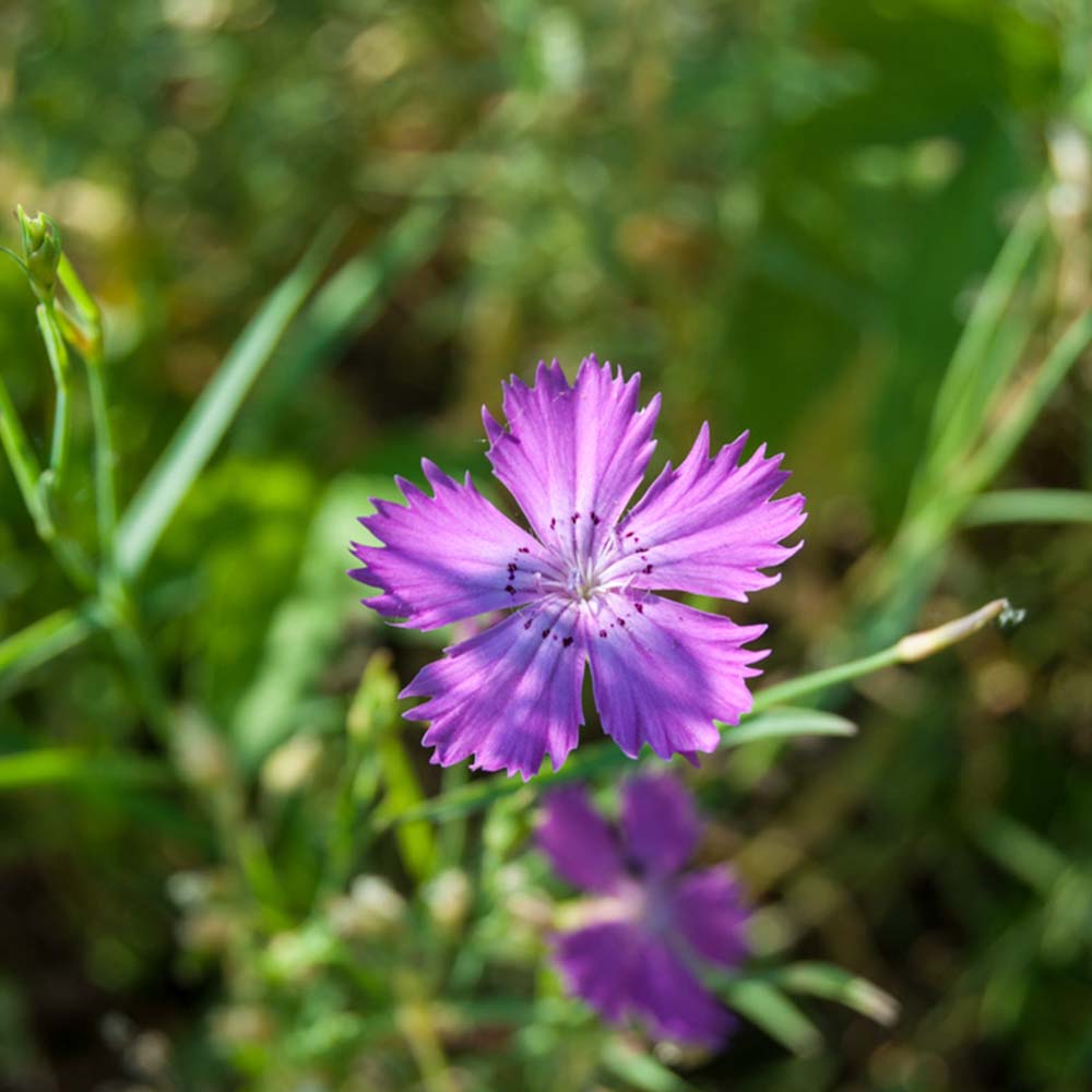 Wild carnation photo