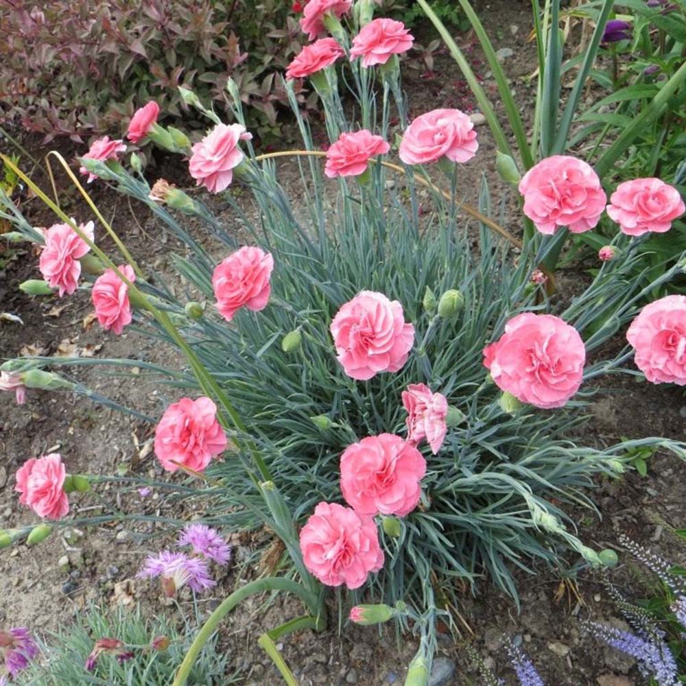 Garden carnation flower