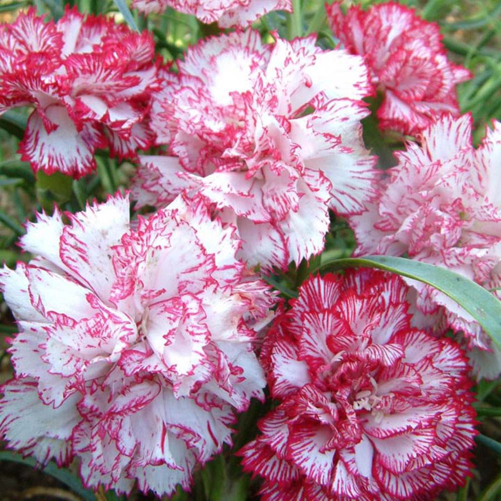 Dutch carnation bloom