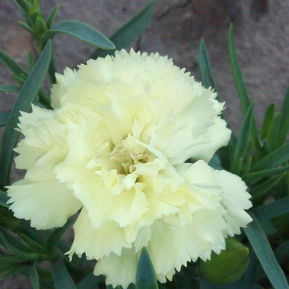 Dutch garden carnation