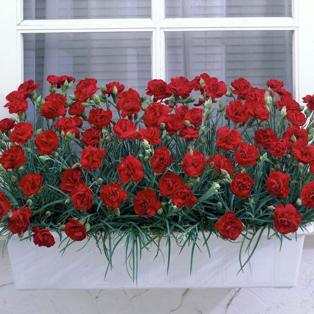 Chabaud carnation flower