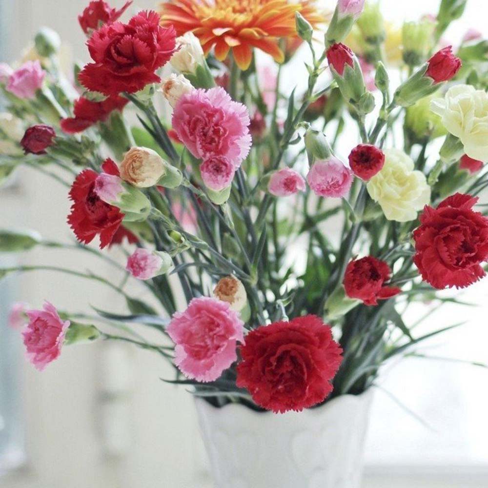 Close-up of Chabaud carnation bloom