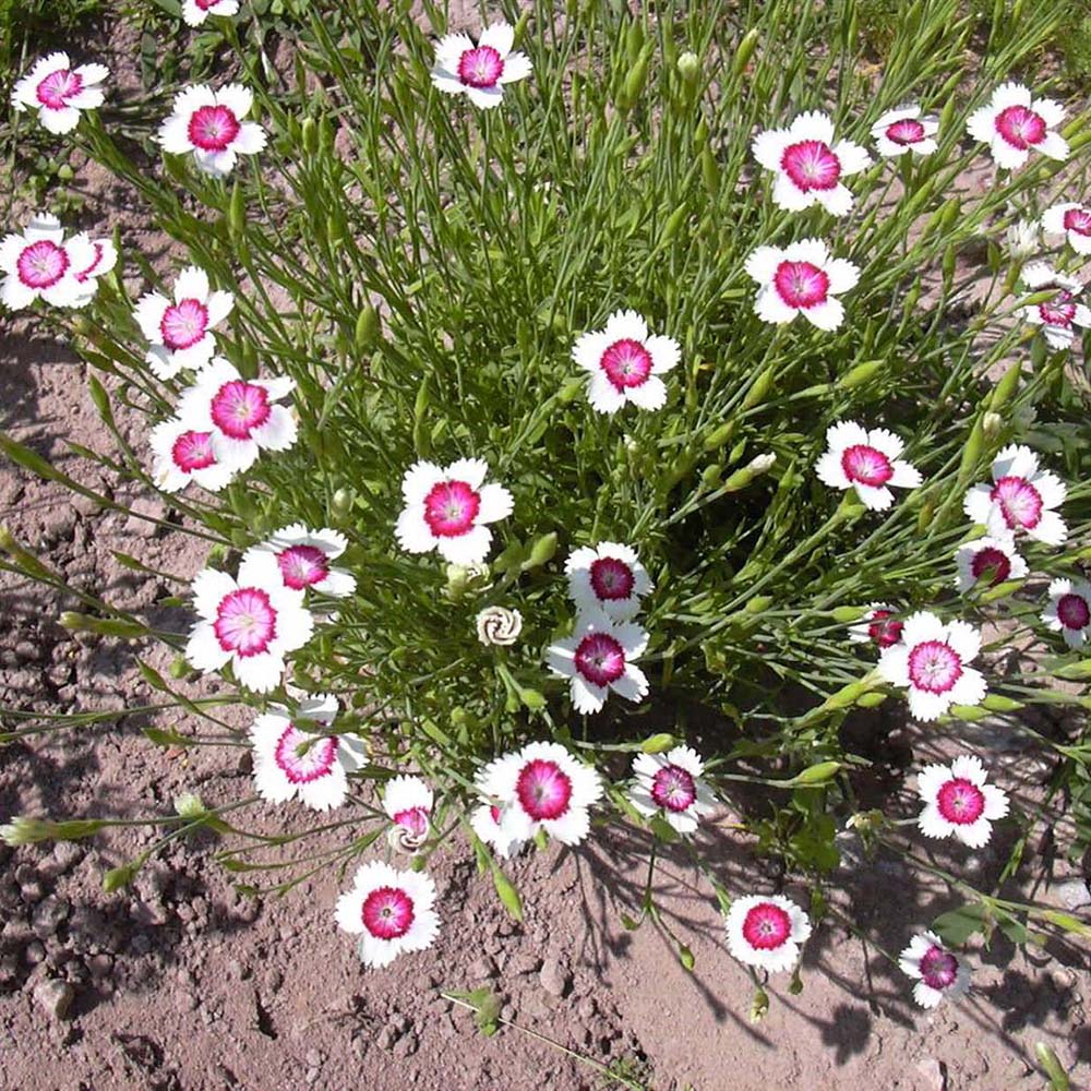 Close-up of grass pink carnation bloom