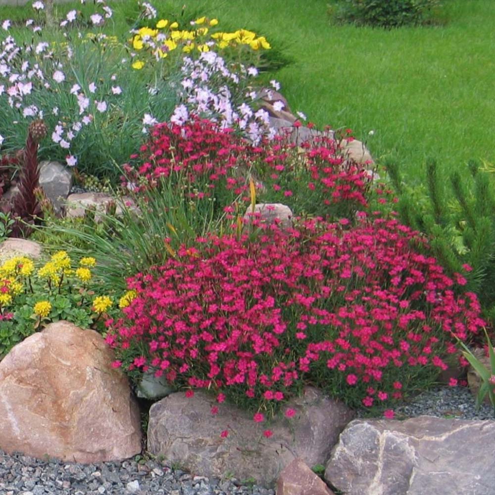 Grass pink carnation flower