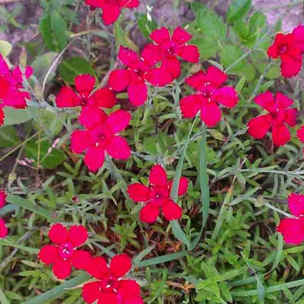 Grass pink carnation photo