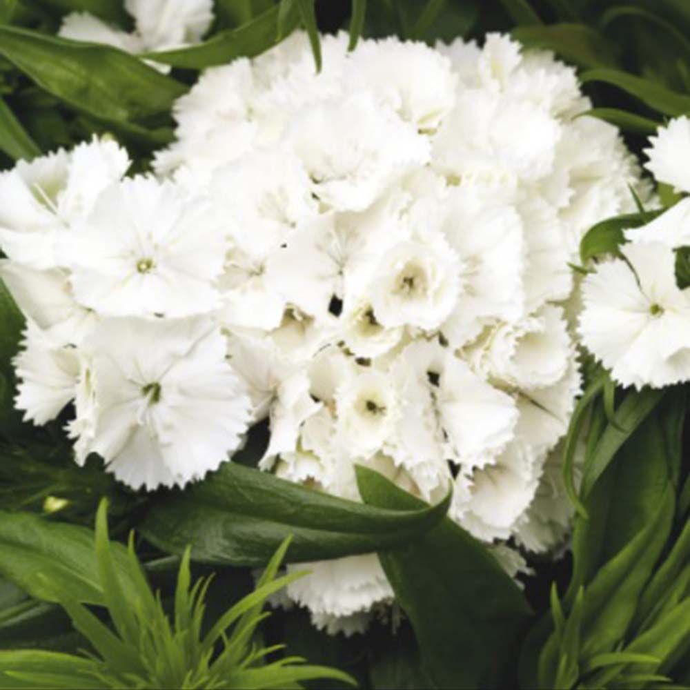 Barbarini F1 carnation hybrid