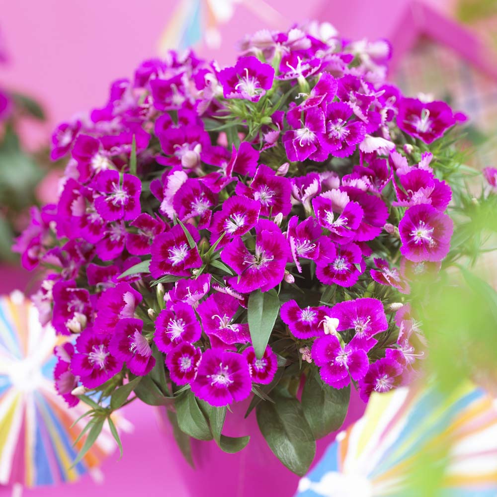 Dianthus Diabunda F1 flower