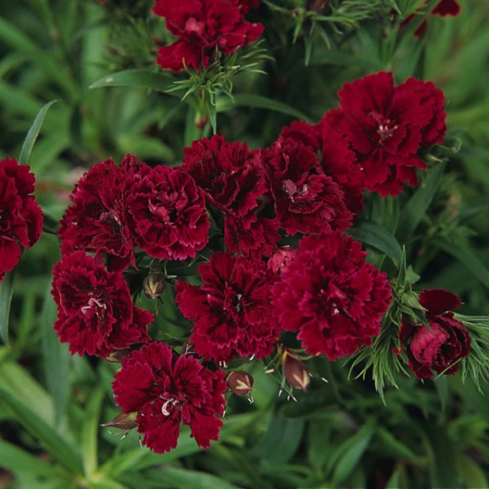 Dynasty F1 carnation hybrid