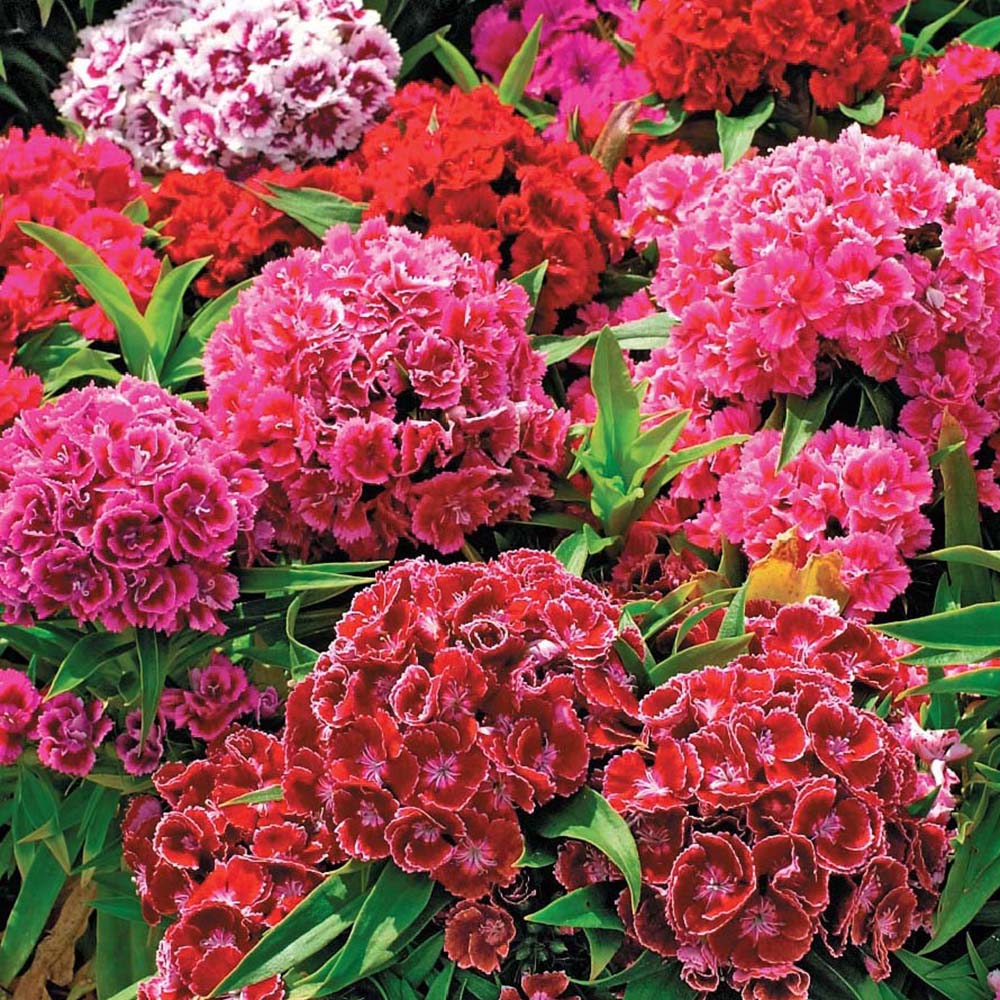 Garden flower Pinocchio carnation