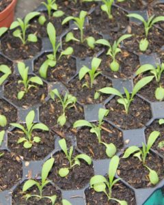 Carnation seedlings in trays