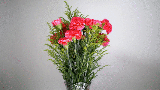 Fresh bouquet of carnations