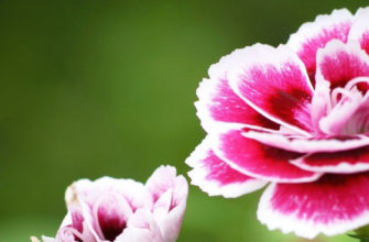 картинка выращивание гвоздики