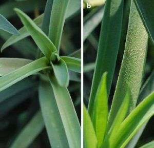 Downy mildew on carnation leaves