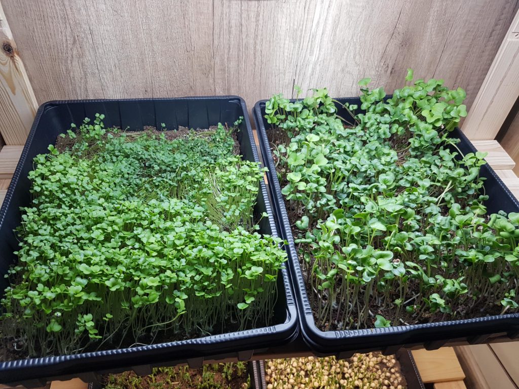 image uneven growth of microgreens