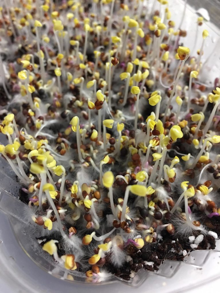 photo root hairs of microgreens