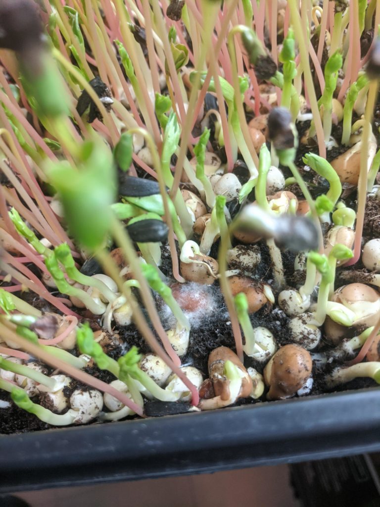 mold on microgreens