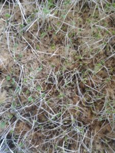 the image of microgreening