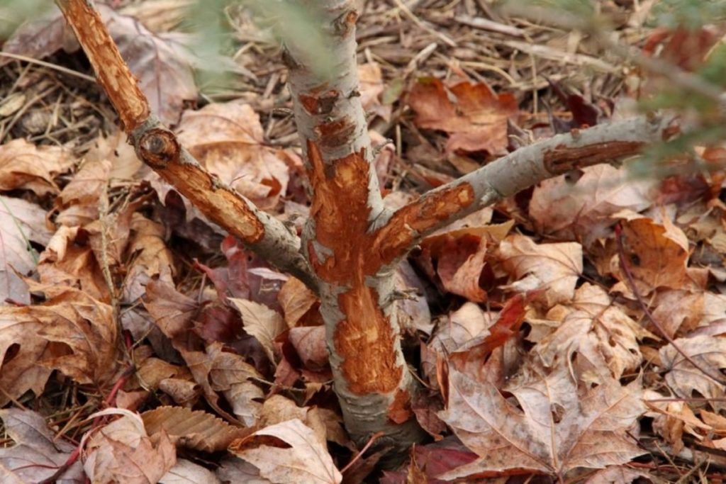 photo damage to a tree by hares