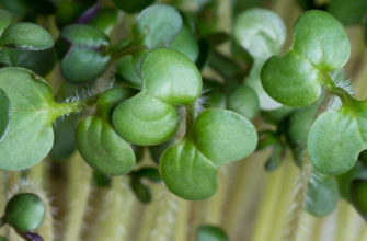 фото микрозелень