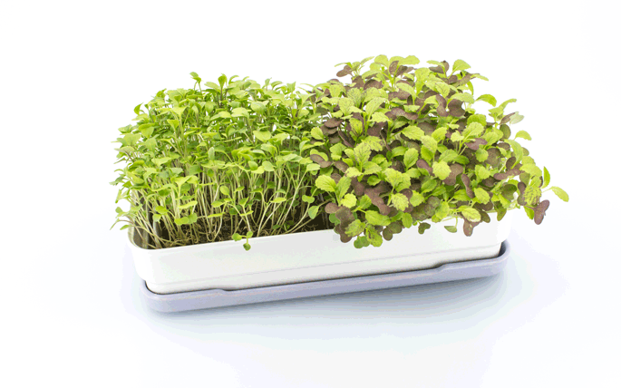 animation of the micro-greenery tray