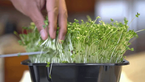animation harvesting microgreens