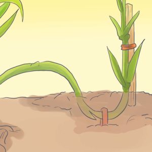 Carnation propagation by layering