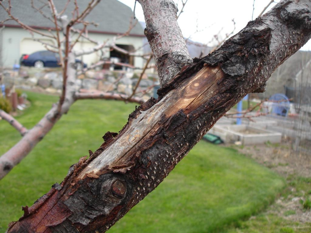 Sunburn on tree bark