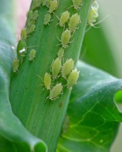 Aphids on vegetable crops