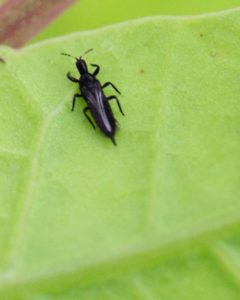 Thrips on carnations