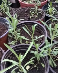 Carnation seedlings in pots