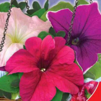 photo petunia ampelnaya goddess f1