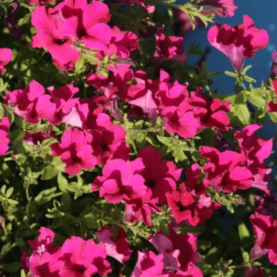 photo petunia ampelnaya diamond parple f1