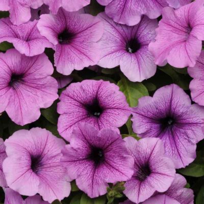photo petunia ampelna easy wave f1 plum with streaks