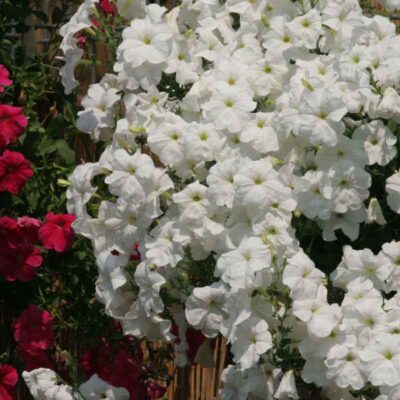 photo petunia ampelnaya lavina f1 white