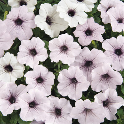 photo petunia ampelnaya tidal wave f1 silver