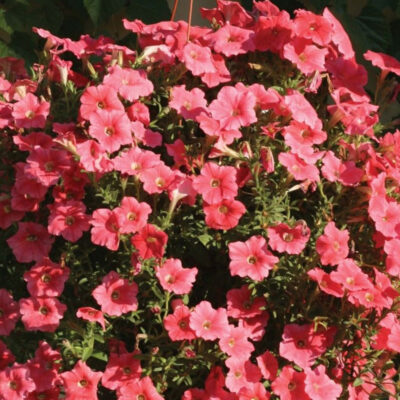 photo petunia ampelnaya corduroy salmon shades f1