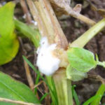 photo petunia white rot