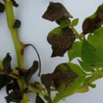 photo brown spotting