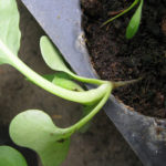 photo black leg of petunia seedlings
