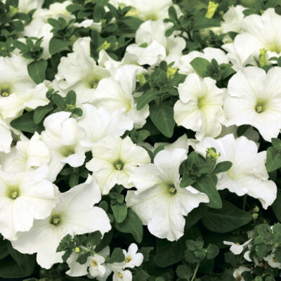 photo petunia grandiflora bravo f1 white